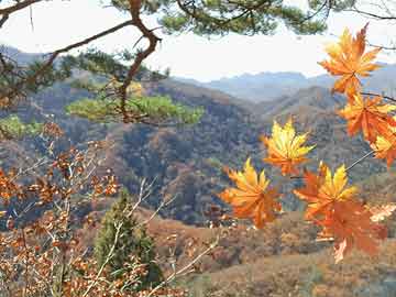 鶴山在線保安招聘啟事，職業(yè)發(fā)展與安全保障的新機(jī)遇