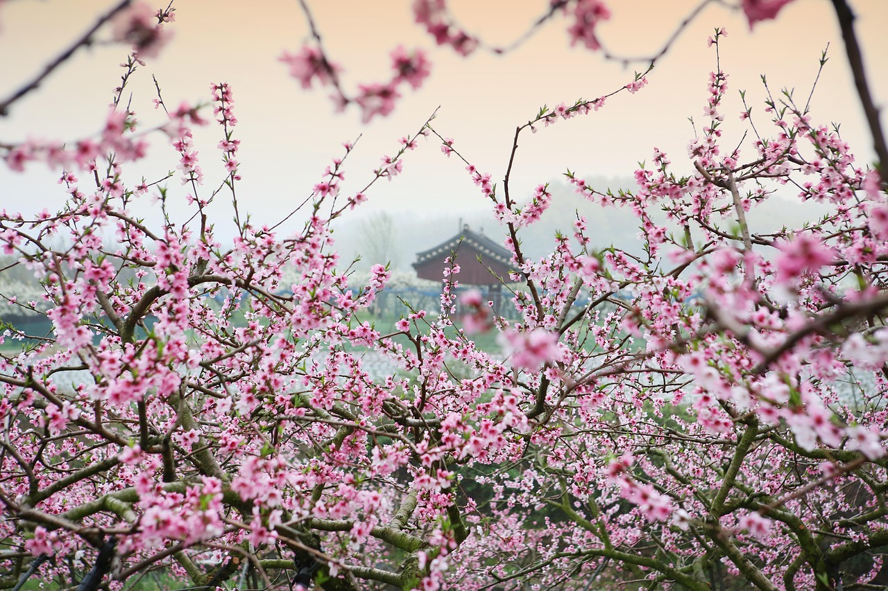 揭秘命運與桃花奧秘，桃運大相師在線閱讀