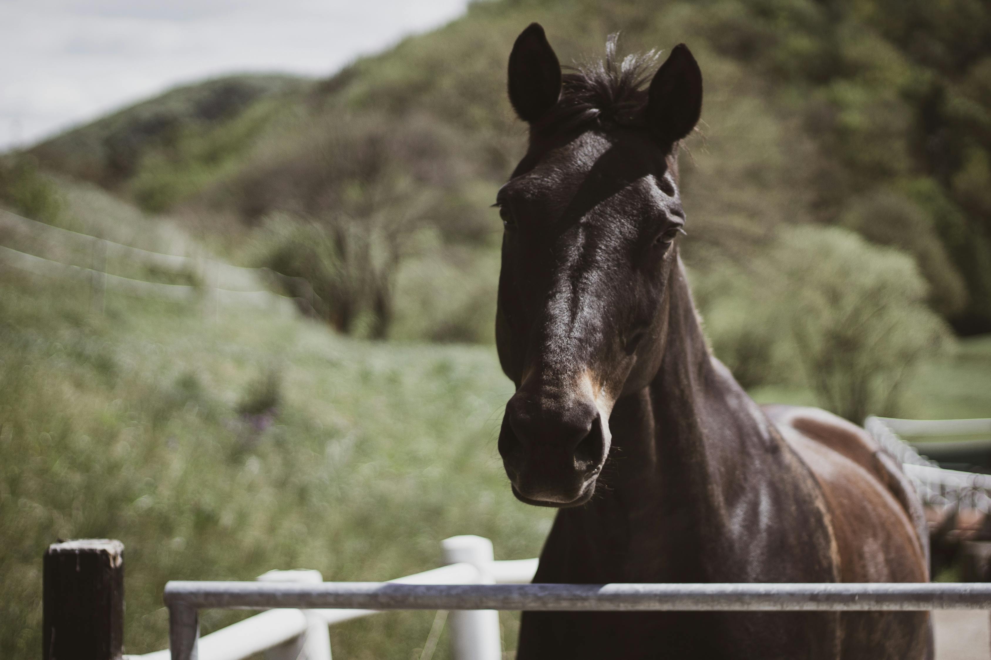 2024澳門特馬今晚開獎53期｜經(jīng)典解釋解析落實